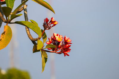 Close-up of insect on red flower