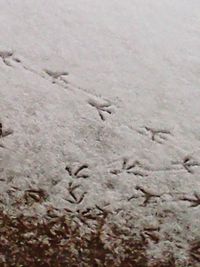 High angle view of bird on snow