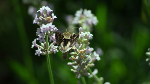 Close-up of butterfly pollinating on purple flower