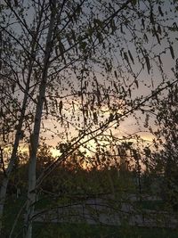 Low angle view of silhouette trees against sky during sunset