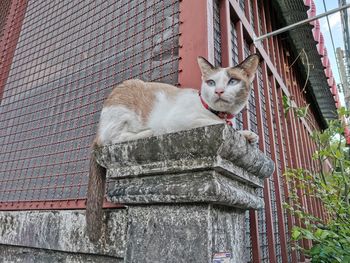 Portrait of cat relaxing outdoors