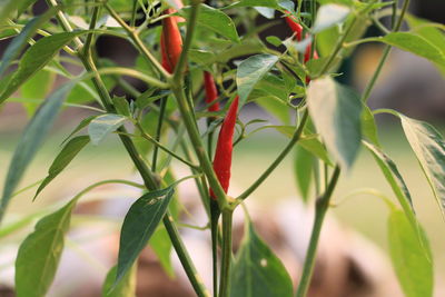 Close-up of red chili peppers plant