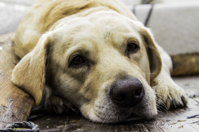 Close-up portrait of dog