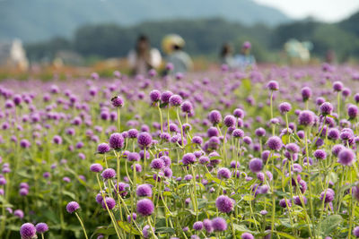 Close-up of purple crocus flowers blooming on field