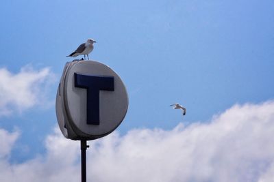 Low angle view of seagull perching on pole against sky