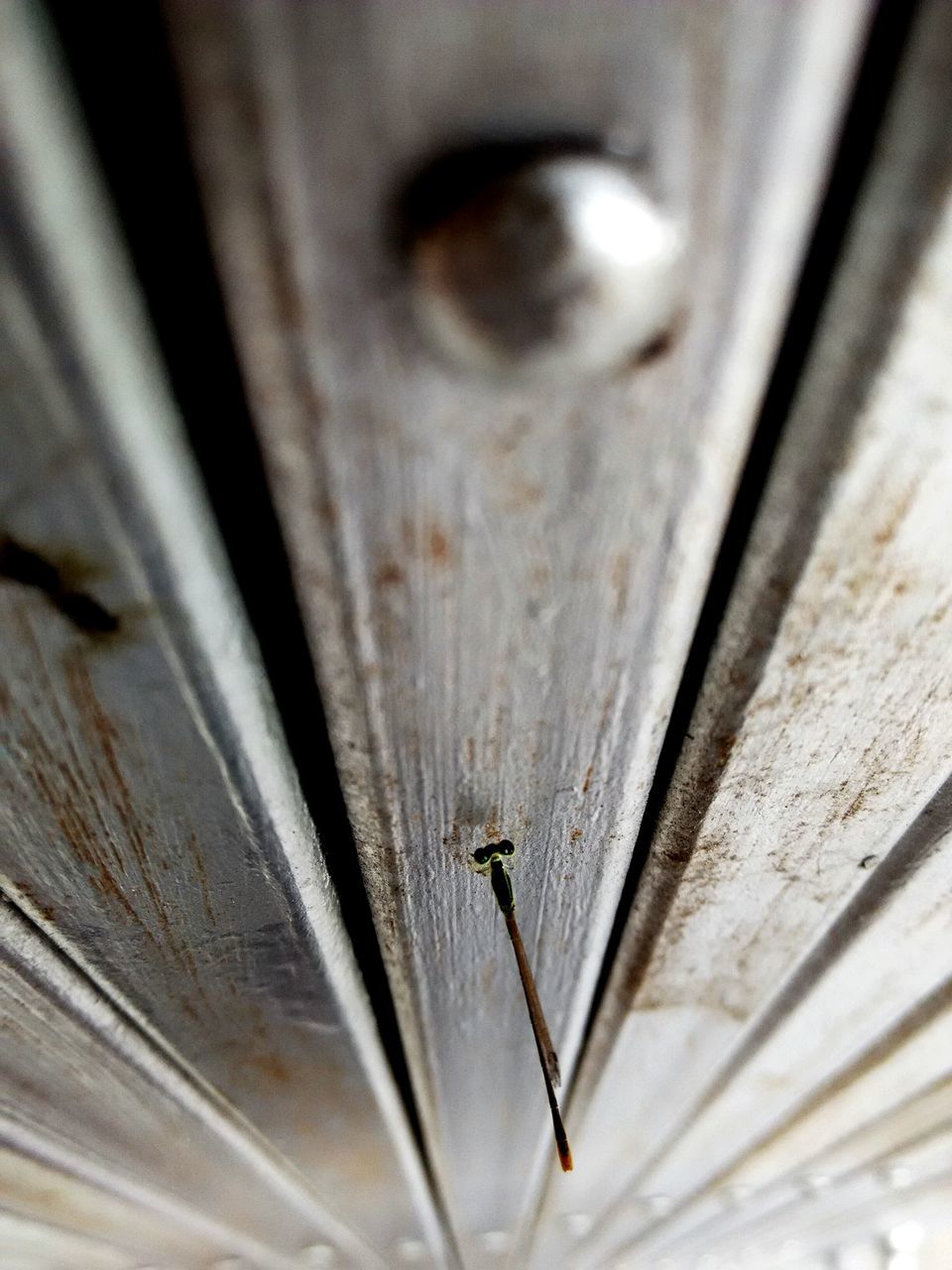 indoors, wood - material, close-up, wooden, full frame, backgrounds, door, wood, plank, metal, old, selective focus, part of, textured, animal themes, detail, macro, no people, pattern, doorknob