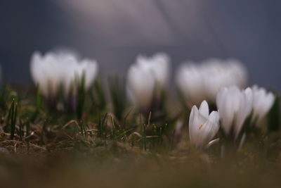 Close-up of white crocus flowers on field