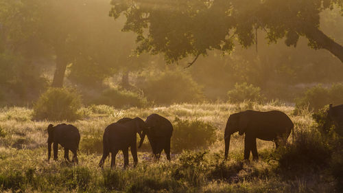 Elephants standing on land