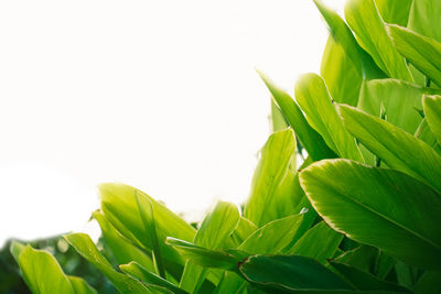 Close-up of leaves against white background