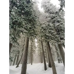 Snow covered trees