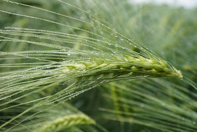 Close-up of wheat growing on field