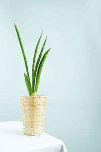 Close-up of potted plant against white background