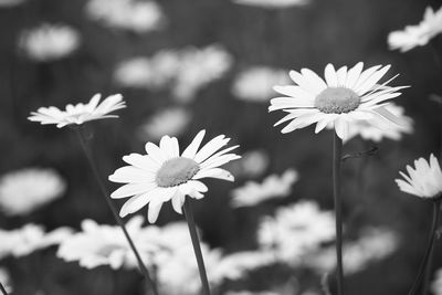 Close-up of daisies growing on field