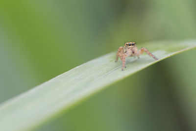 Close-up of spider on leaf