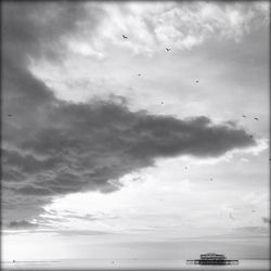 Low angle view of bird flying over sea