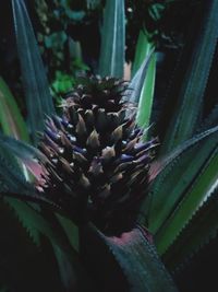 Close-up of succulent plant