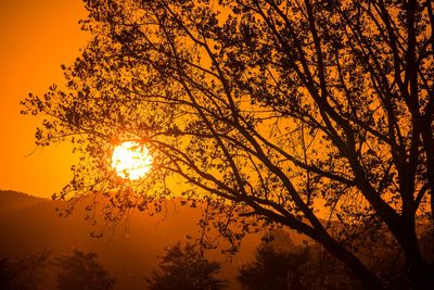 Low angle view of silhouette tree against orange sky