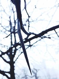 Low angle view of bare trees against sky