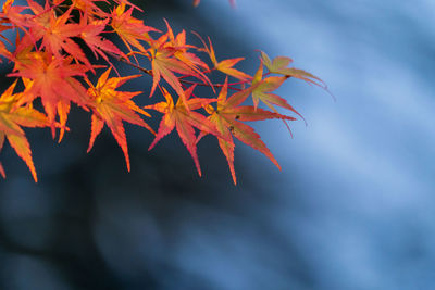 Close-up of maple leaves on plant