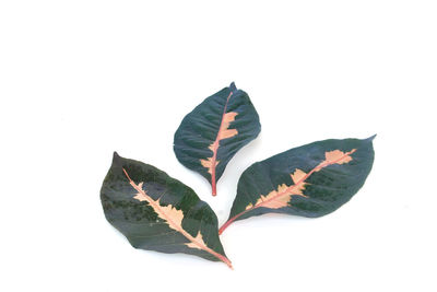 Close-up of dry leaves over white background