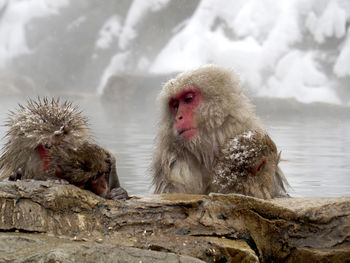 View of monkey on rock in snow
