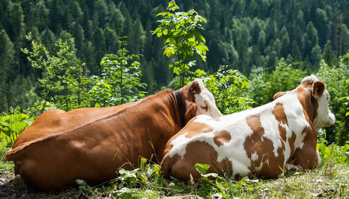 Cows standing in a field