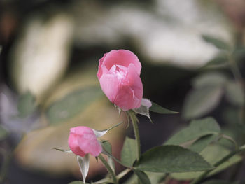 Close-up of pink flower