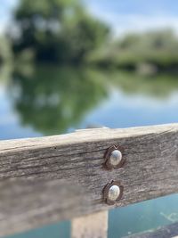 Close-up of leaf on wooden railing