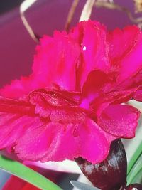 Close-up of pink flower