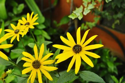 Close-up of yellow flowers blooming in garden