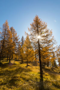 Trees on field against sky during autumn