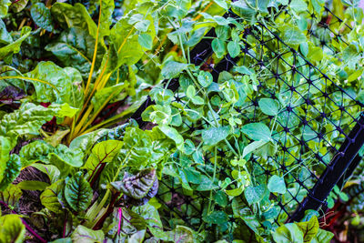 High angle view of plants growing on field