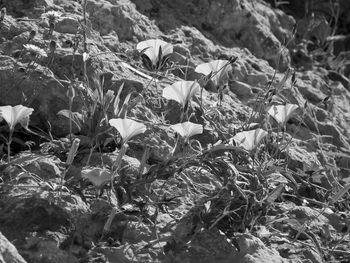 Close-up of flowering plants on land