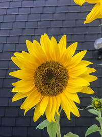 Close-up of yellow sunflower