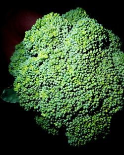 Close-up of plant over black background