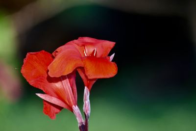 Close-up of red rose flower