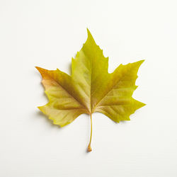 Close-up of maple leaves on white background