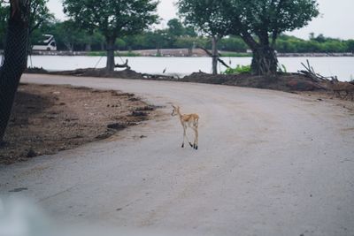 Dog on sand