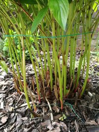 Close-up of plants growing on field