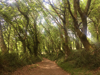 Footpath amidst trees in forest