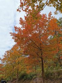 Low angle view of autumnal tree against sky