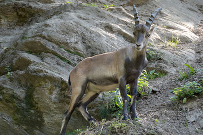 Side view of deer standing on rock