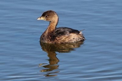 Close-up of duck swimming in lake