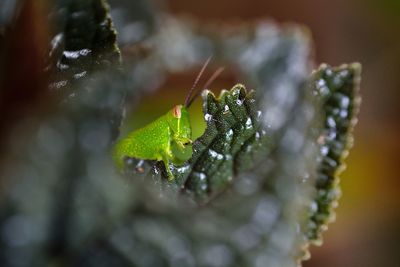 Close-up of insect