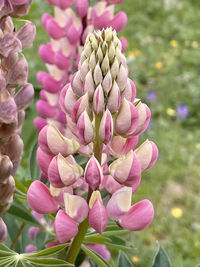 Close-up of pink flowering plant