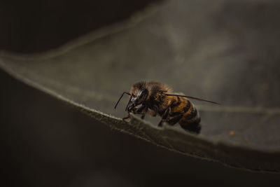 Close-up of fly