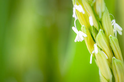 Close-up of flowering plant