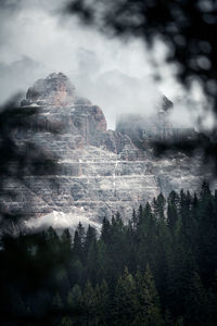 Trees and mountain in foggy weather