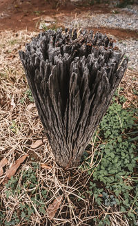 High angle view of tree stump on field