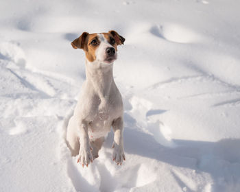 Jack russell terrier dog in the snow in winter